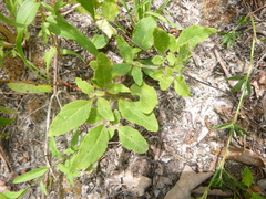 Physalis lanceolata