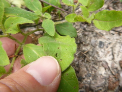 Physalis lanceolata