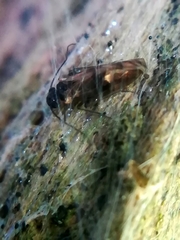 Philotarsidae