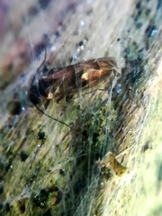 Philotarsidae