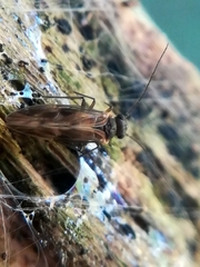 Philotarsidae