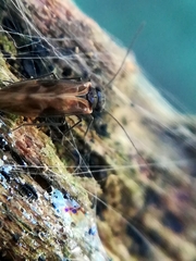 Philotarsidae