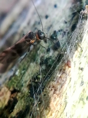 Philotarsidae