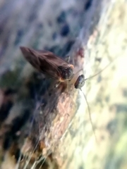 Philotarsidae