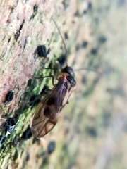 Philotarsidae