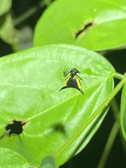 Micrathena pungens