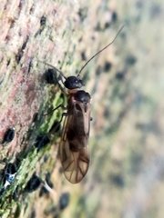 Philotarsidae