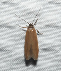Holcocera immaculella