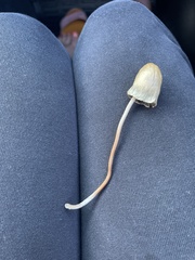 Panaeolopsis
