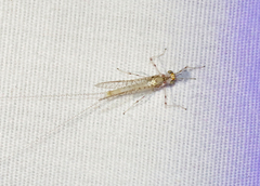 Maccaffertium modestum