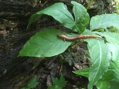 Desmognathus carolinensis