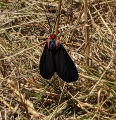 Ctenucha multifaria