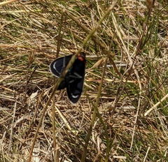 Ctenucha multifaria