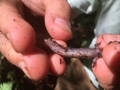 Desmognathus carolinensis