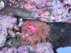 Cribrinopsis albopunctata