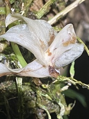 Cymbidieae