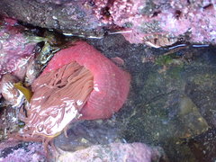 Cribrinopsis albopunctata