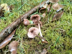 Basidiomycota