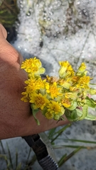 Tephroseris palustris