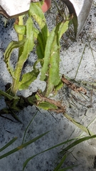 Tephroseris palustris