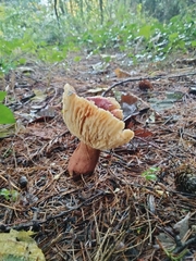 Russula sardonia