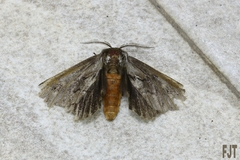 Lepidoptera