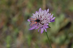 Zygaena sarpedon