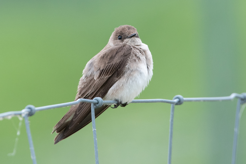 Northern Rough-winged Swallow photo