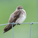 Northern Rough-winged Swallow - Photo (c) Jing-Yi Lu, some rights reserved (CC BY-NC), uploaded by Jing-Yi Lu