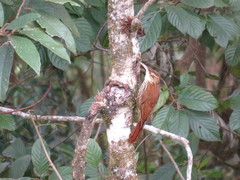 Lepidocolaptes falcinellus