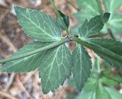 Sanicula smallii