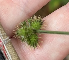 Sanicula smallii