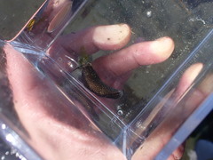 Aglaja ocelligera