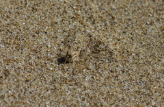 Dociostaurus minutus