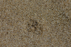 Dociostaurus minutus