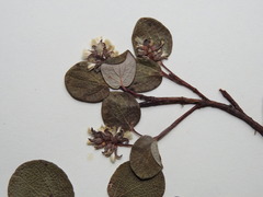 Salix reticulata