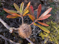 Banksia saxicola