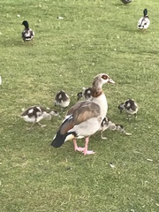 Alopochen aegyptiaca