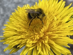 Bombus