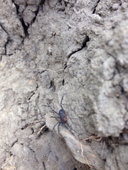 Protolophus niger