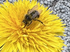 Bombus