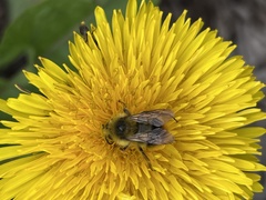 Bombus