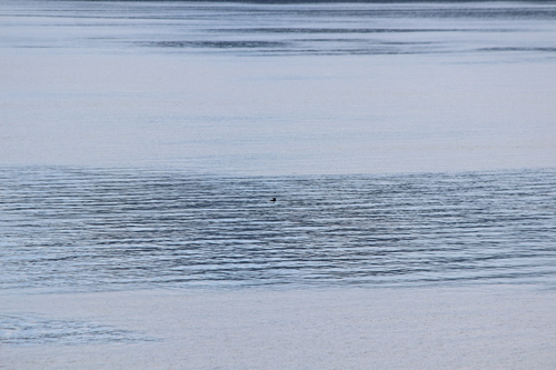 photo of Northern Sea Otter (Enhydra lutris kenyoni)