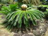 Cycads - Photo (c) J Brew, some rights reserved (CC BY-NC-SA)