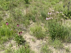 Echinacea simulata
