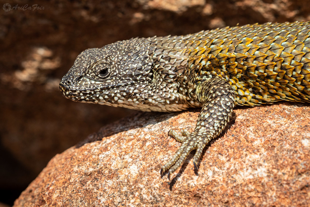 Shining Tree Iguana