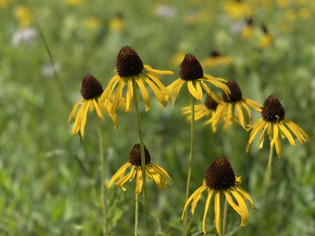 Echinacea paradoxa paradoxa from S 160th Rd, Bolivar, MO, US on June 12 ...