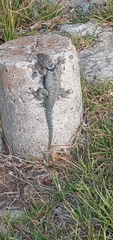 Sceloporus mucronatus