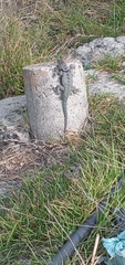 Sceloporus mucronatus