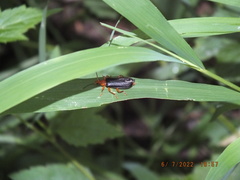 Neopyrochroa flabellata